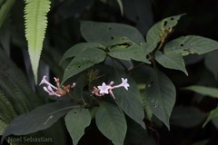 Ophiorrhiza grandiflora